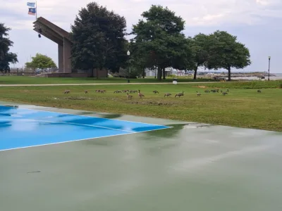 Council rejects goose hunt, requests additional data